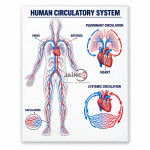 Circulatory System